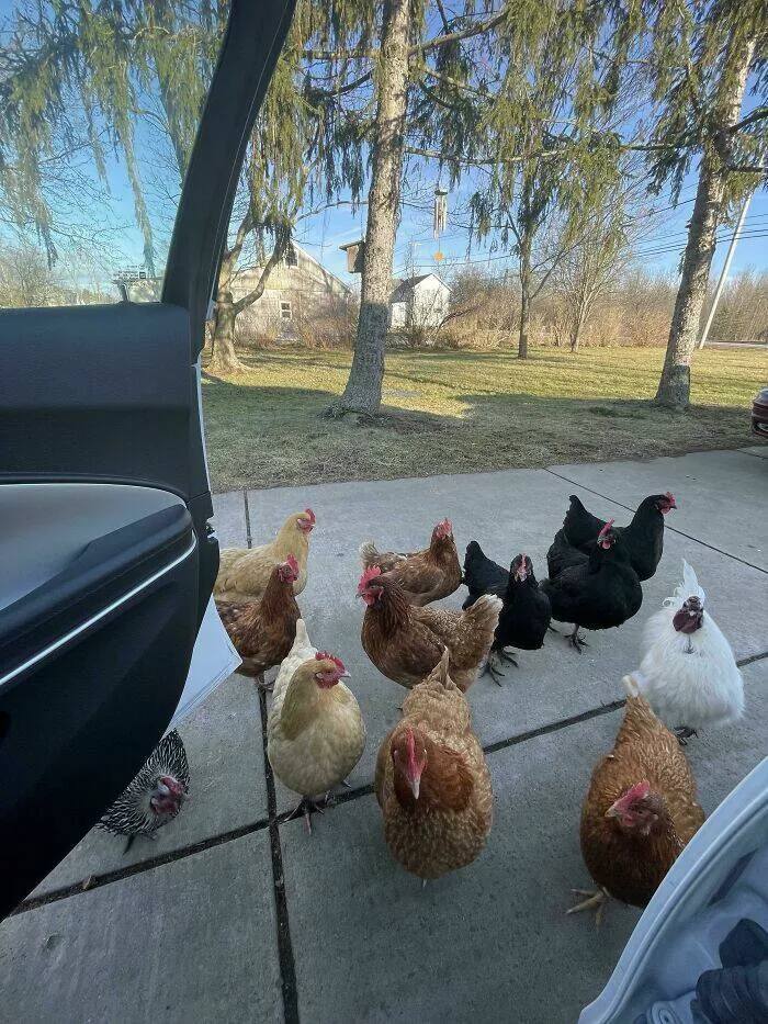 Intriguing discoveries subtly surprising finds that captivate - #21 My chickens eagerly greet me when I return home from work