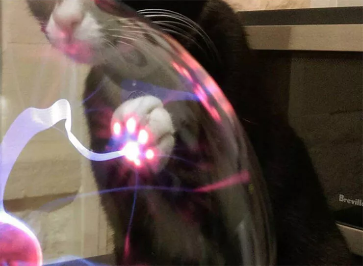 Intriguing discoveries subtly surprising finds that captivate - #23 Observe the reaction when a cat touches a plasma ball