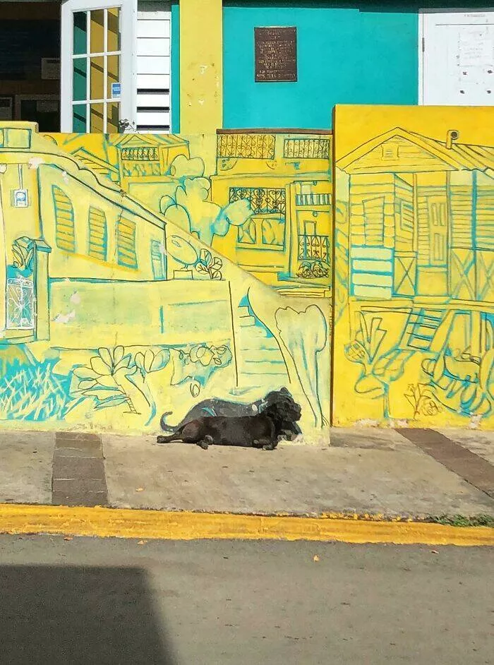Intriguing discoveries subtly surprising finds that captivate - #29 Local artists in Puerto Rico painted this mural, ensuring the inclusion of a dog often found in the area