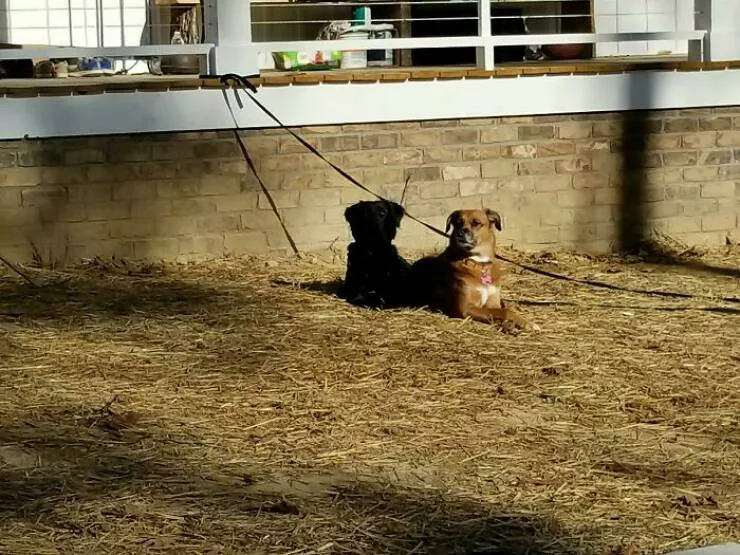 Intriguing discoveries subtly surprising finds that captivate - #30 One of my dogs bears a striking resemblance to the shadow of my other dog
