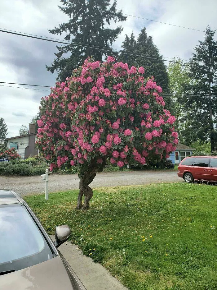 Intriguing discoveries subtly surprising finds that captivate - #37 My rhododendron appears as if it's attempting to flee