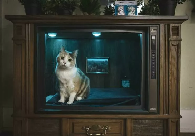 Intriguing discoveries subtly surprising finds that captivate - #45 An old TV ingeniously repurposed into a cat bed for my cat's birthday Intriguing discoveries subtly surprising finds that captivate - #45 An old TV ingeniously repurposed into a cat bed for my cat's birthday