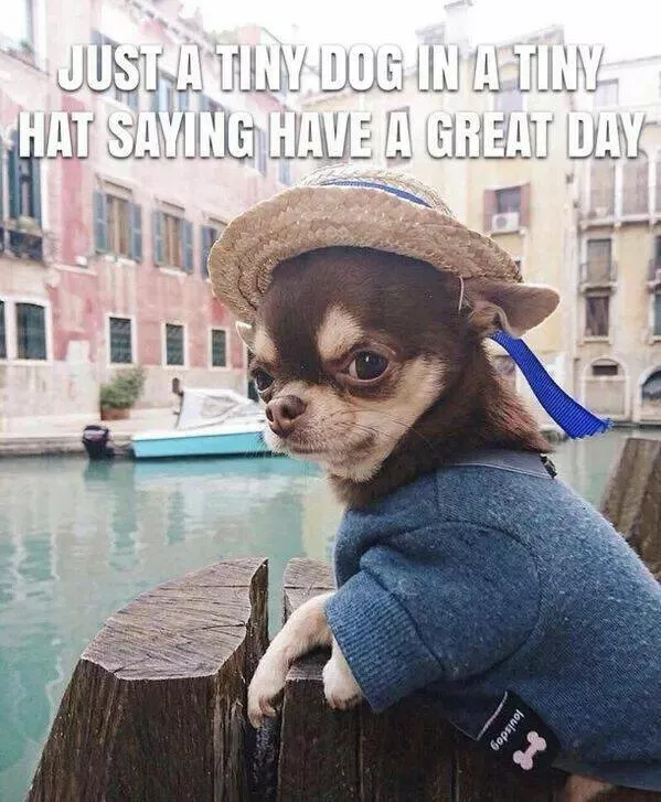 Pawsitively delightful embracing the world of canines - #1 