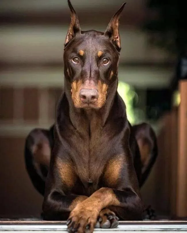 Pawsitively delightful embracing the world of canines - #10 
