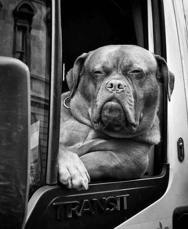 Extraordinairement positif simpregner du monde canin - #11 