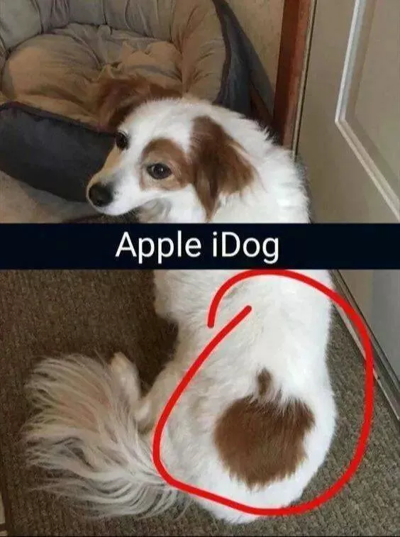 Extraordinairement positif simpregner du monde canin - #14 