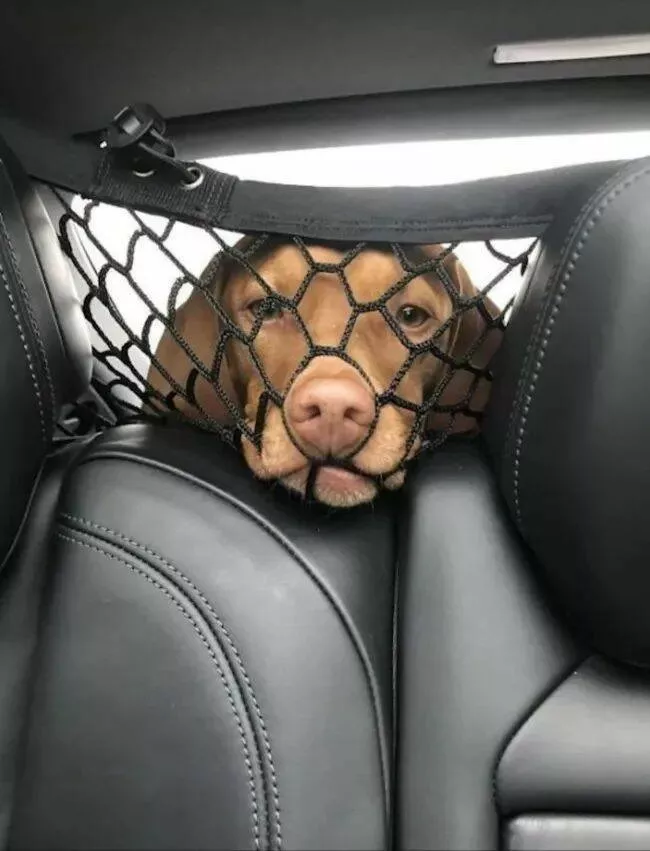 Pawsitively delightful embracing the world of canines - #15 