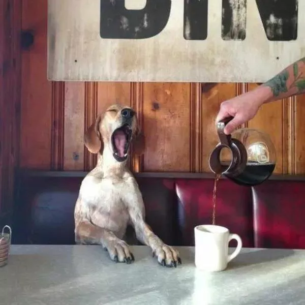 Pawsitively delightful embracing the world of canines - #16 