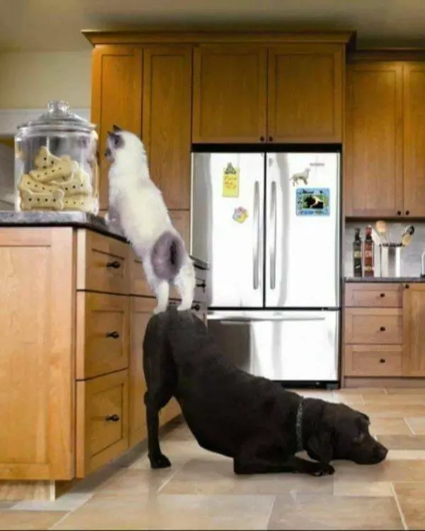 Pawsitively delightful embracing the world of canines - #17 