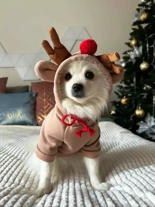 Pawsitively delightful embracing the world of canines - #18 
