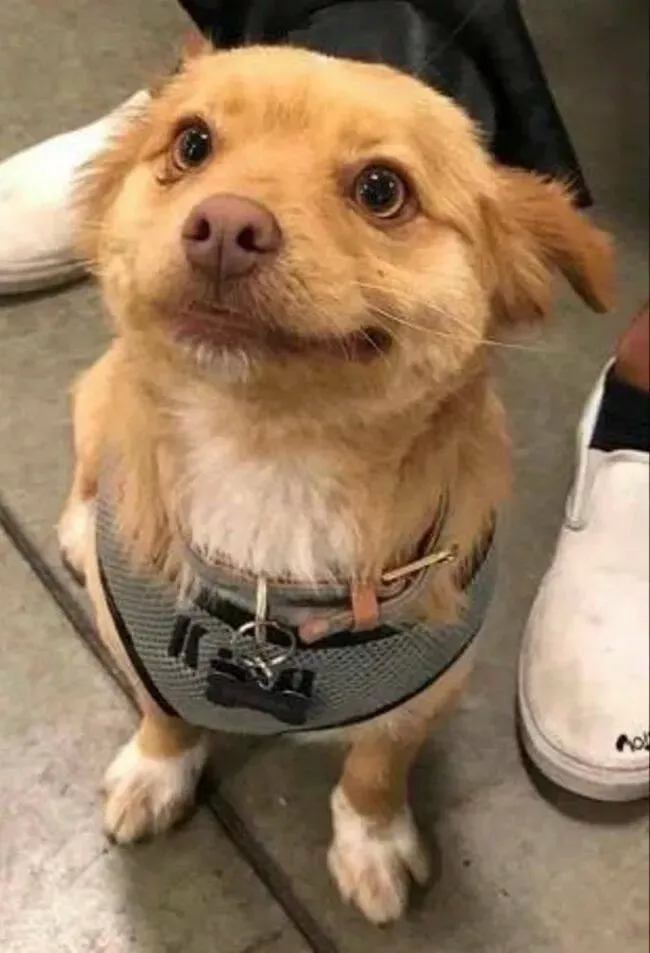 Pawsitively delightful embracing the world of canines - #19 