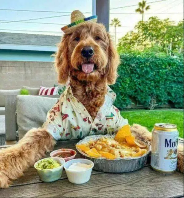 Pawsitively delightful embracing the world of canines - #2 