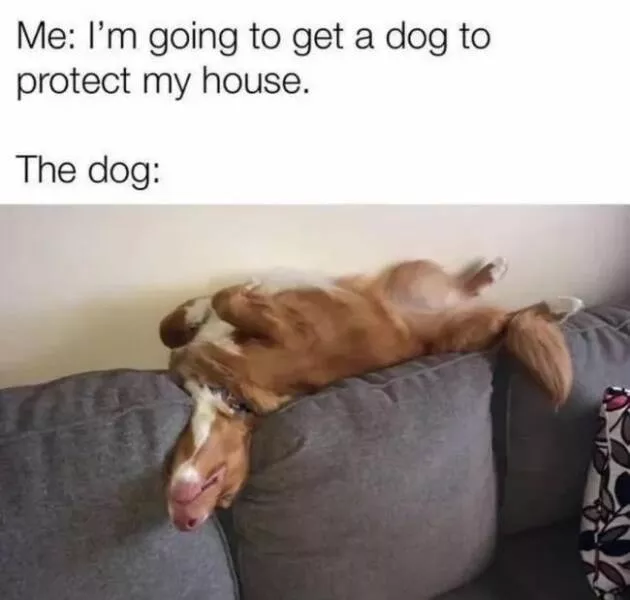 Pawsitively delightful embracing the world of canines - #20 