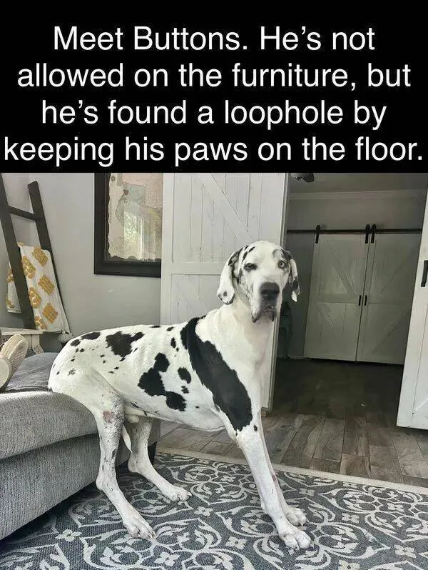 Pawsitively delightful embracing the world of canines