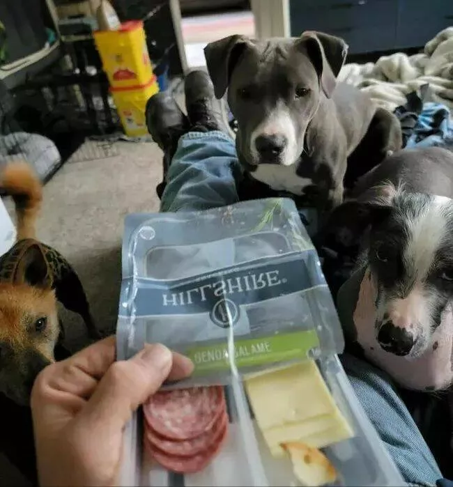Pawsitively delightful embracing the world of canines - #23 