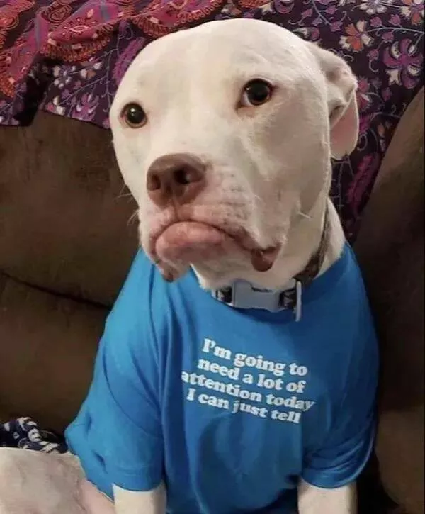 Pawsitively delightful embracing the world of canines - #24 