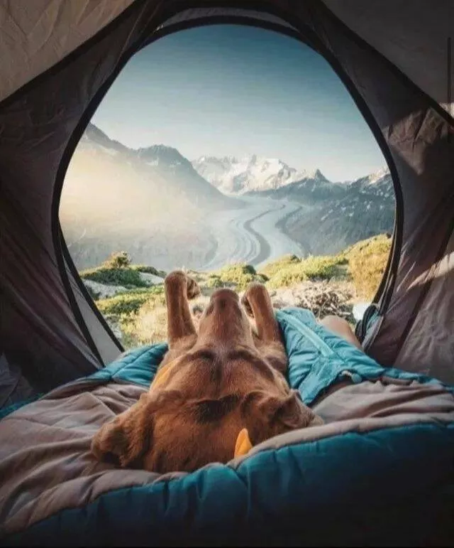 Extraordinairement positif simpregner du monde canin - #27 