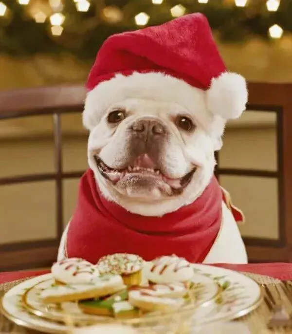 Extraordinairement positif simpregner du monde canin - #28 