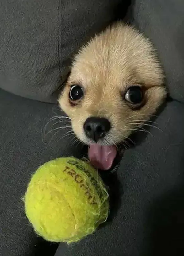 Pawsitively delightful embracing the world of canines - #29 