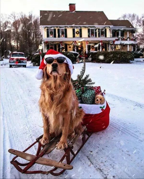 Extraordinairement positif simpregner du monde canin - #3 