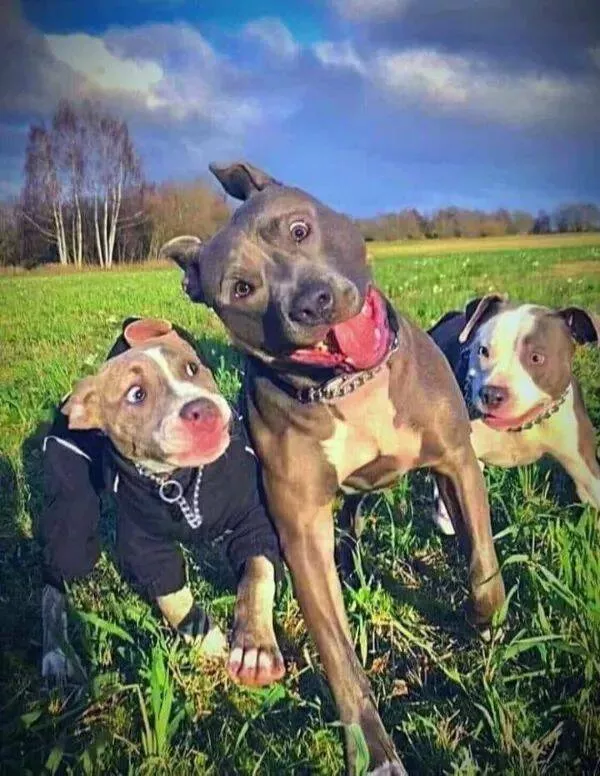 Pawsitively delightful embracing the world of canines