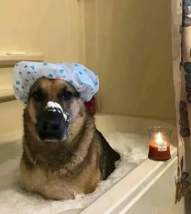 Pawsitively delightful embracing the world of canines - #6 