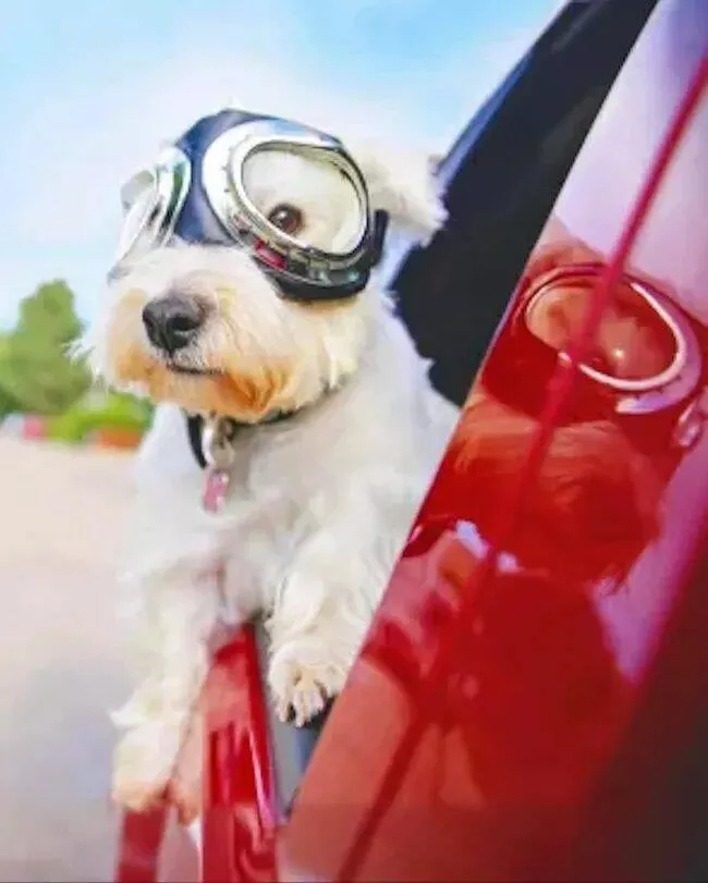 Extraordinairement positif simpregner du monde canin - #8 