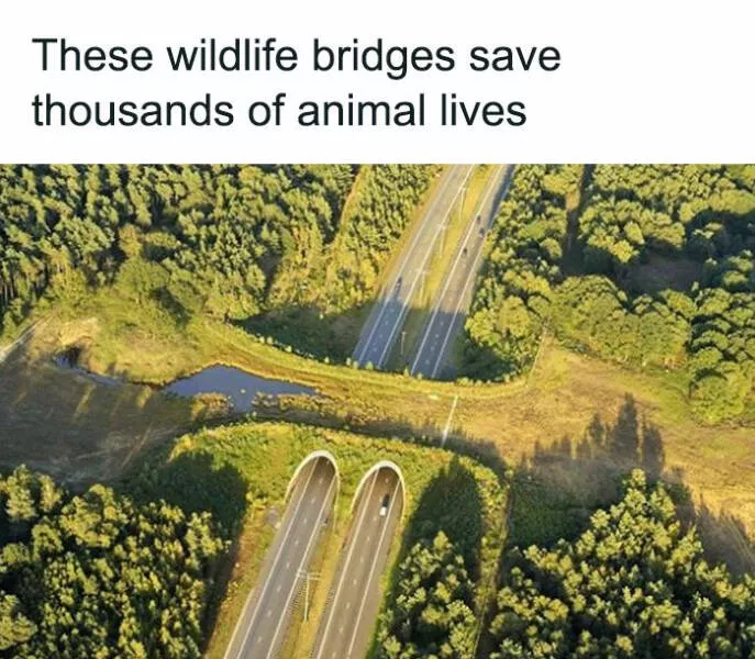 Surprising facts about our world - #11 