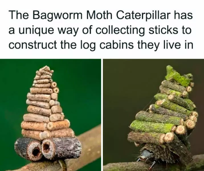 Surprising facts about our world - #27 