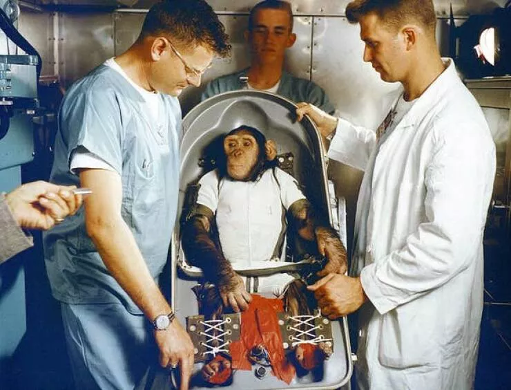 Rare historical photos that will alter your worldview - #38 This is Ham the chimpanzee, the first ape launched into space:
