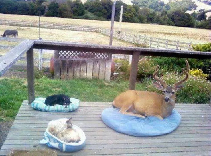 Intriguingly amusing photos a modest dose of entertainment - #1 The homeowner provides a daily bed for the visiting buck