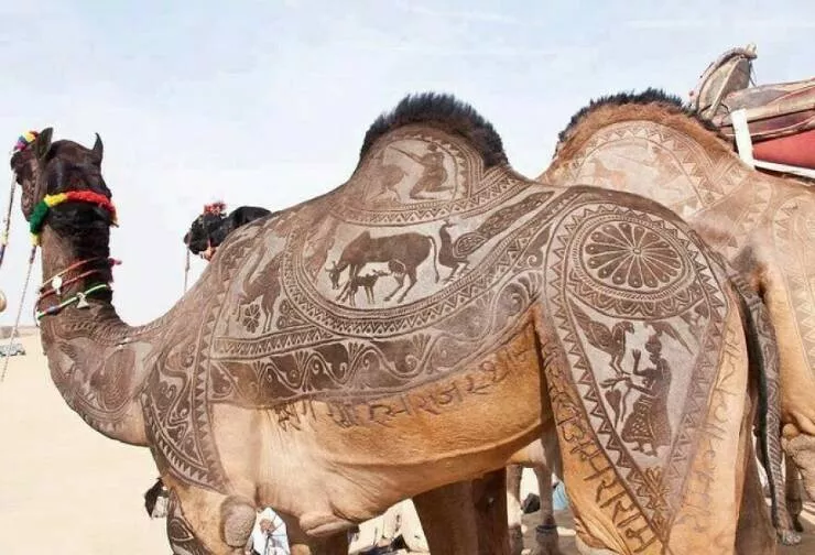 Photos offrant une touche modeste de divertissement et dintrigue - #10 Les nomades du désert du Thar taillent des motifs complexes dans le pelage de leurs chameaux