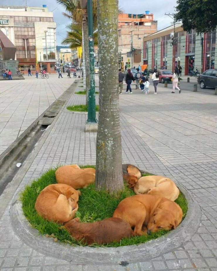 Photos offrant une touche modeste de divertissement et dintrigue - #11 Les chiens errants au Brésil se rassemblent autour d'un arbre pour se reposer
