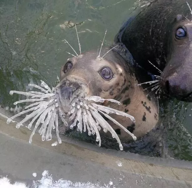 Intriguingly amusing photos a modest dose of entertainment - #13 A baby seal with frozen whiskers