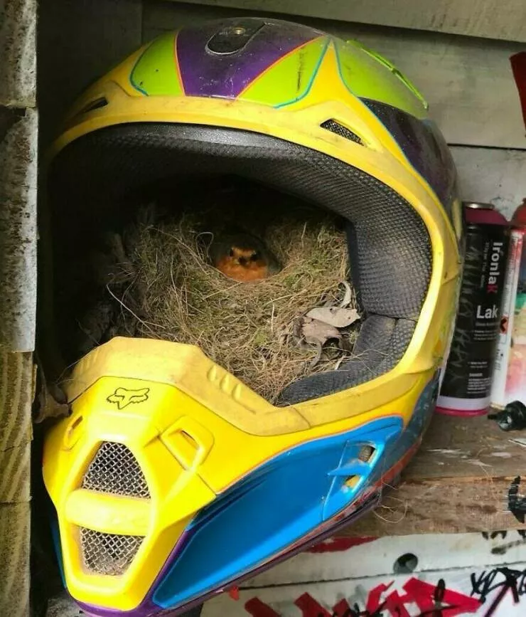 Intriguingly amusing photos a modest dose of entertainment - #15 A robin nests inside a motocross helmet