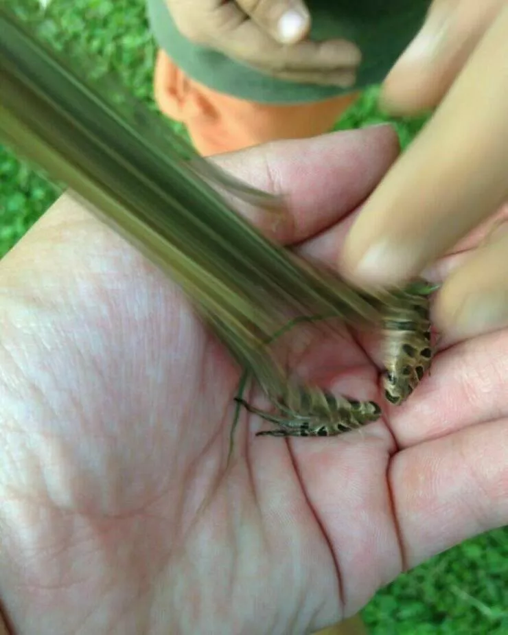Photos offrant une touche modeste de divertissement et dintrigue - #16 Le moment où une grenouille saute hors du cadre est capturé