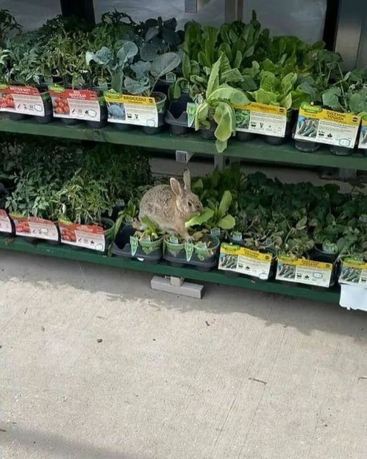 Photos offrant une touche modeste de divertissement et dintrigue - #18 Un lapin grignote des feuilles dans le rayon jardinage de Home Depot