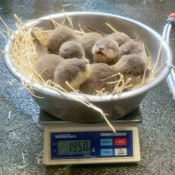 Intriguingly amusing photos a modest dose of entertainment - #2 A group of baby otters being weighed