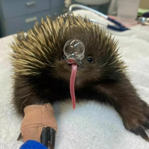 Photos offrant une touche modeste de divertissement et dintrigue - #21 Les échidnés soufflent des bulles de morve pour se rafraîchir