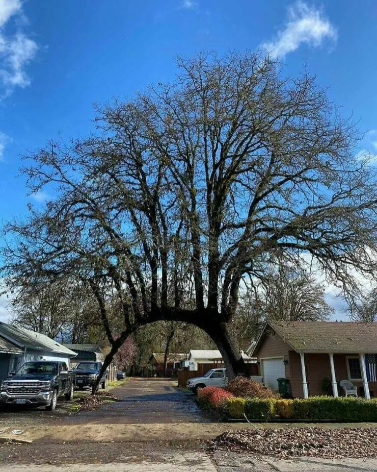 Photos offrant une touche modeste de divertissement et dintrigue - #22 Un arbre traverse une allée, faisant pousser plus d'arbres au-dessus