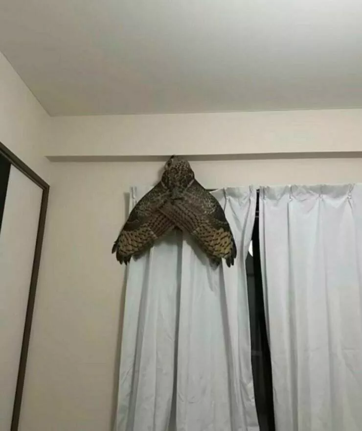 Photos offrant une touche modeste de divertissement et dintrigue - #23 Un hibou sur un rideau ressemble à un papillon de nuit géant