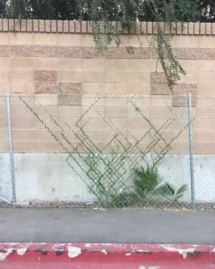 Photos offrant une touche modeste de divertissement et dintrigue - #25 Une plante pousse le long des chaînes d'une clôture