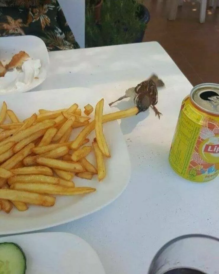Photos offrant une touche modeste de divertissement et dintrigue - #27 Un tout petit moineau chapardant une frite sur une assiette en Grèce