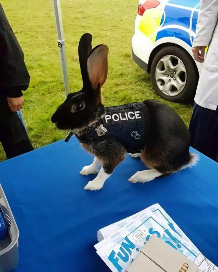 Intriguingly amusing photos a modest dose of entertainment - #29 Police occasionally enlist rabbits for their keen sense of smell to locate decomposition sites