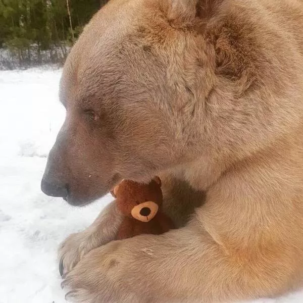 Photos offrant une touche modeste de divertissement et dintrigue - #3 Pour consoler une maman ours qui a perdu son ourson, un ours en peluche lui a été offert