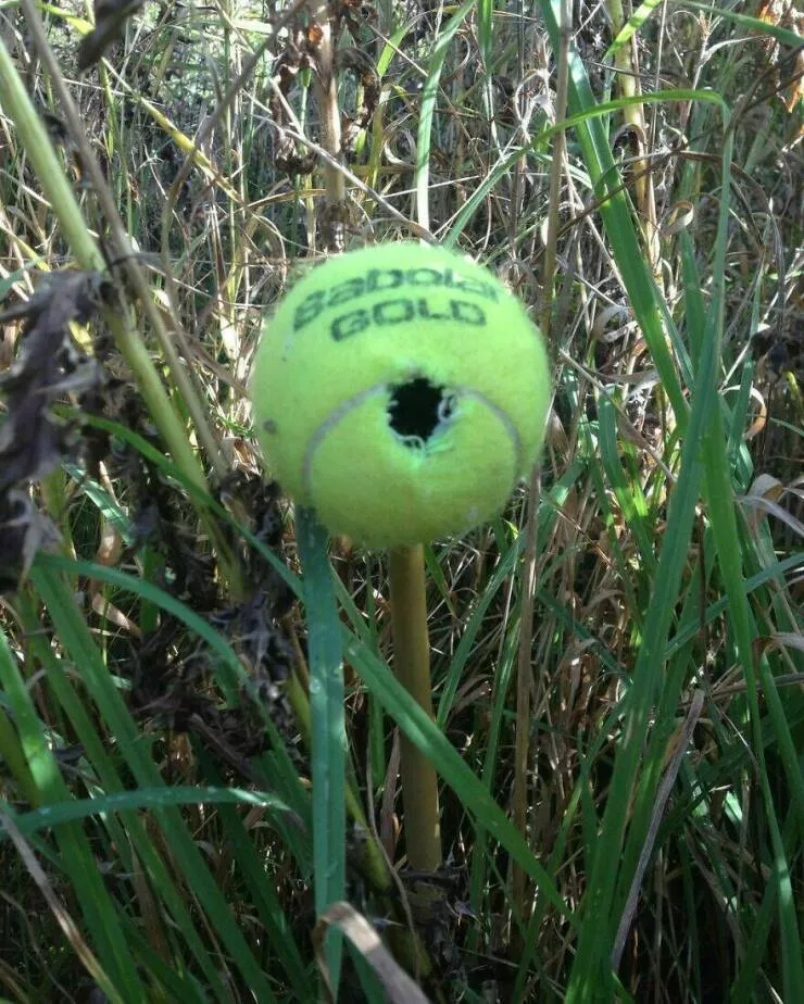 Photos offrant une touche modeste de divertissement et dintrigue - #31 Les écologistes réutilisent les balles de tennis de Wimbledon comme abris résistants aux prédateurs pour les souris des moissons