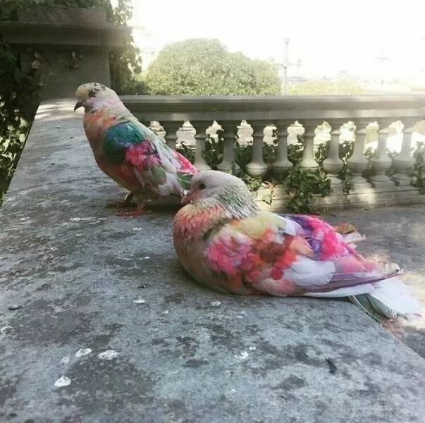 Photos offrant une touche modeste de divertissement et dintrigue - #32 Des pigeons de course colorés de la région de Murcie en Espagne