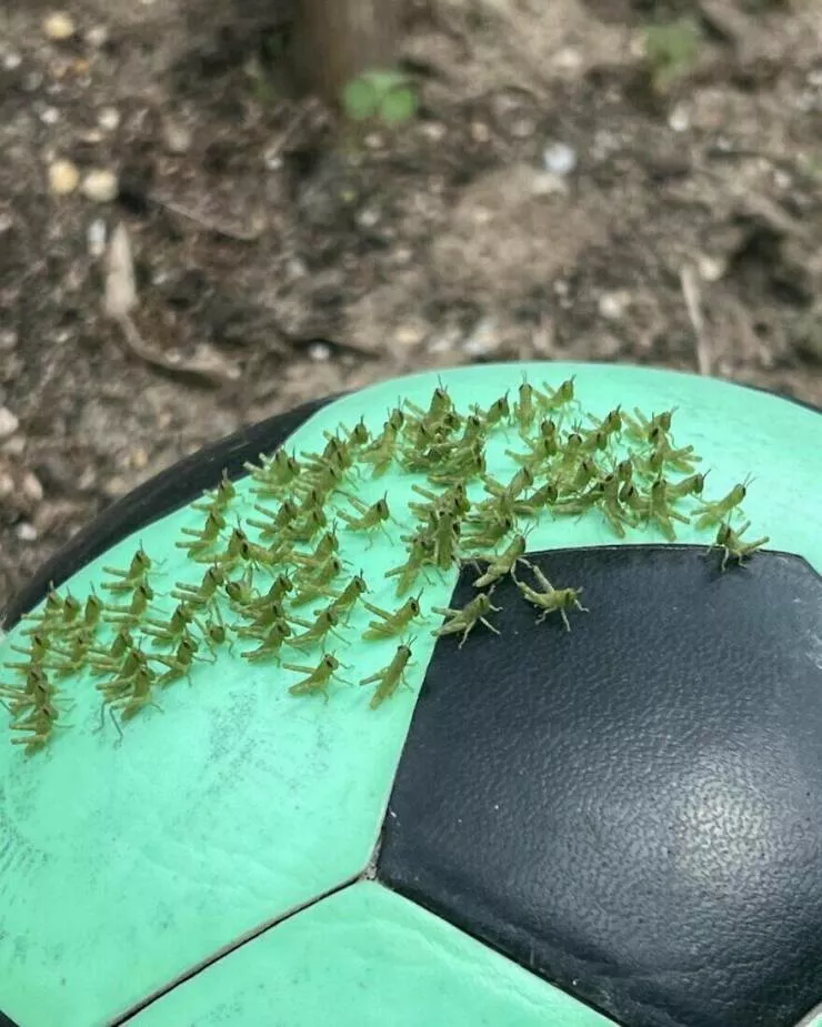 Intriguingly amusing photos a modest dose of entertainment - #34 A soccer ball adorned with tiny grasshoppers