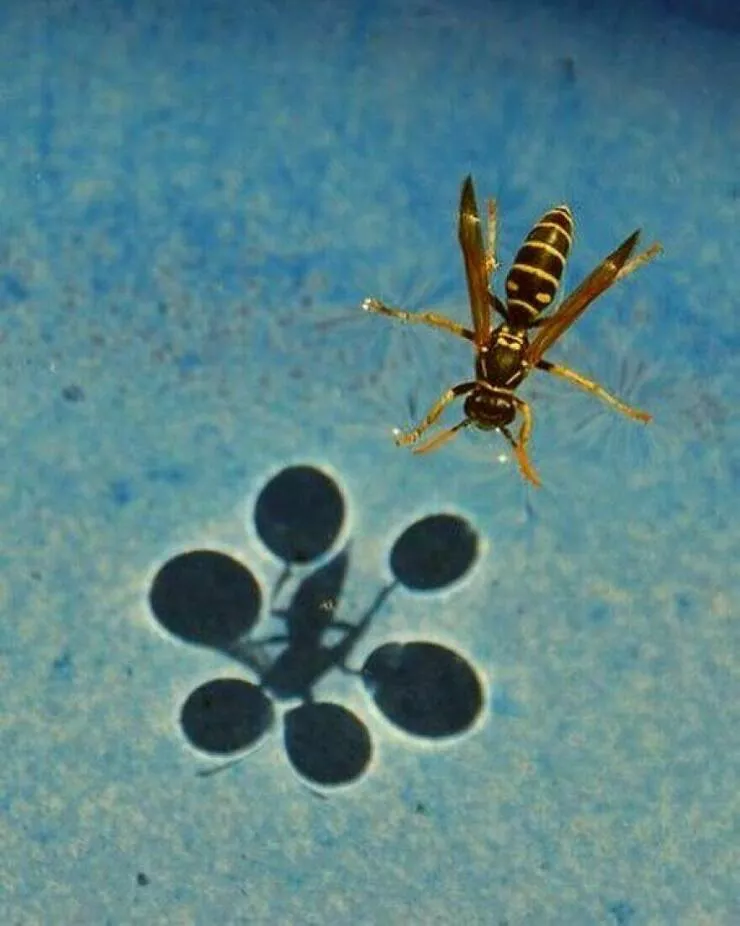 Photos offrant une touche modeste de divertissement et dintrigue - #35 Une démonstration montrant comment une guêpe utilise la tension superficielle de l'eau, créant des ombres circulaires sous ses pattes
