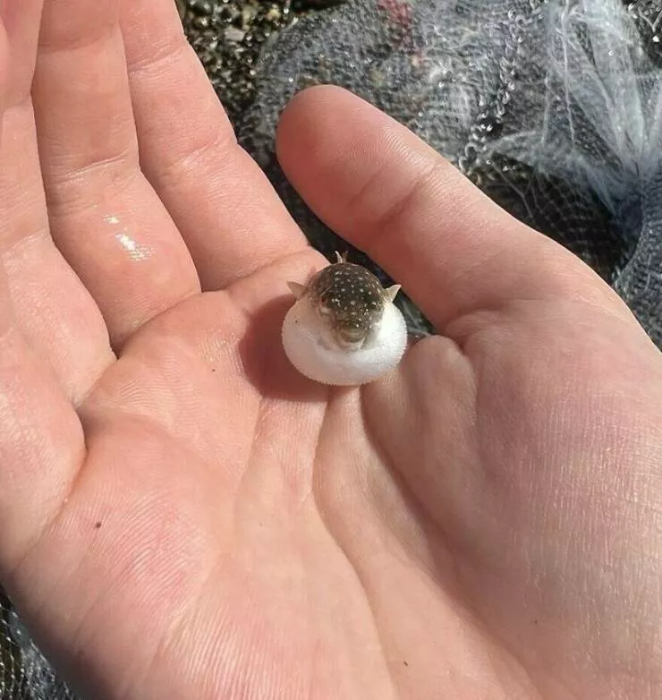 Photos offrant une touche modeste de divertissement et dintrigue - #36 La comparaison de taille des bébés poissons-globes
